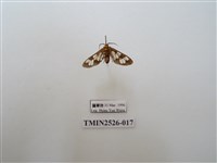 藏品(斑腹鹿蛾)的圖片